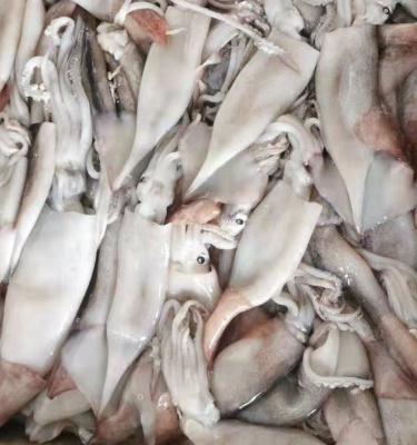 China Squid u3 u5 u7 u10 nutritious frozen tube for sale