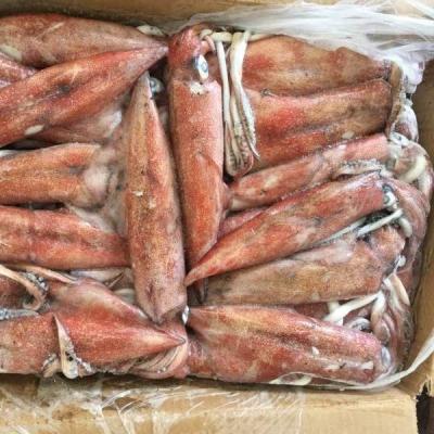 China Loligo Nutritious Frozen Small Size Chinese Squid for sale