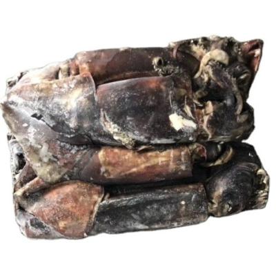 China Nutritious Frozen Squid 2-4kg Equator Baby Peruvian Giant Squid for sale