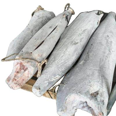 China Super Low Fat Seafrozen Blue Marlin Sailfish Swordfish Tunas for sale