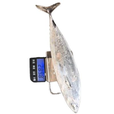 China Nutritious Frozen Bonito Tuna Auxis Auxis For Canning Or Market for sale