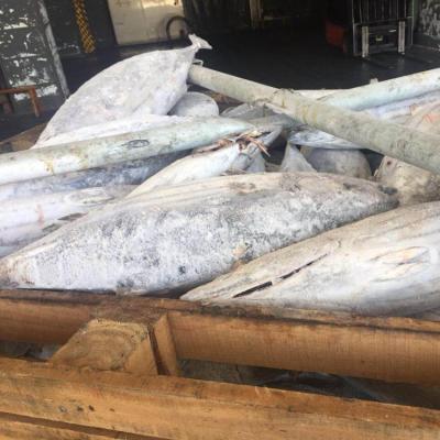 China Nutritious frozen price 5kg skipjack tuna for sale