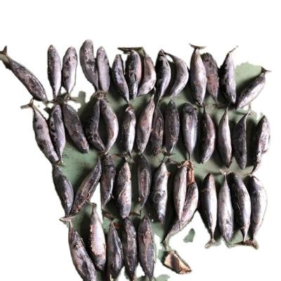 China New low salt seafrozen bonito fish salable for market for sale