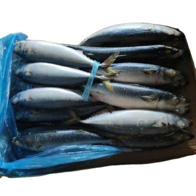 China FROZEN Pacific Scomber 500g Mackerel japonicus for sale