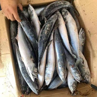 China The whole FROZEN mackerel round of saba seafrozen 300/500 frozen fish for sale