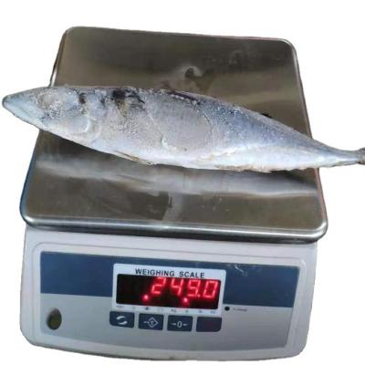 China FROZEN frozen fish Pacific mackerel seafrozen or land 200/300 frozen for sale