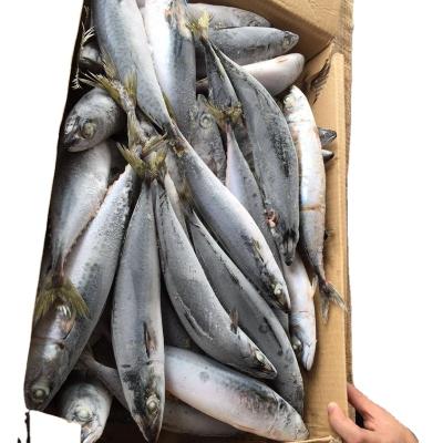 China Low fat seafrozen pacific mackerel mackerel for market for sale