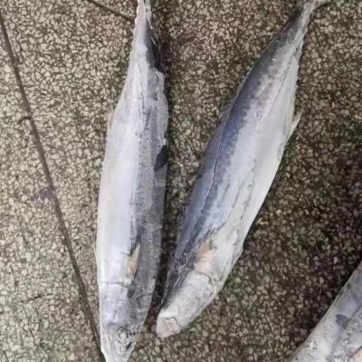 China 500/700g Low Sugar Frozen Spanish Mackerel Fish for sale