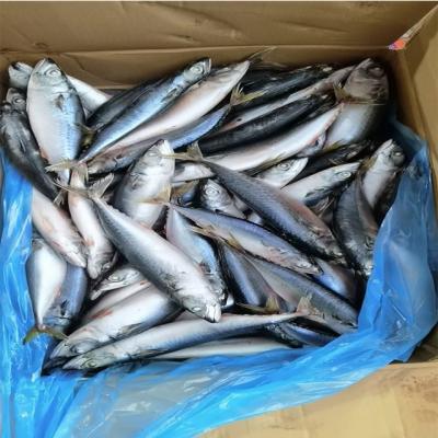 China Nutritious seafrozen pacific mackerel salable in the market for sale