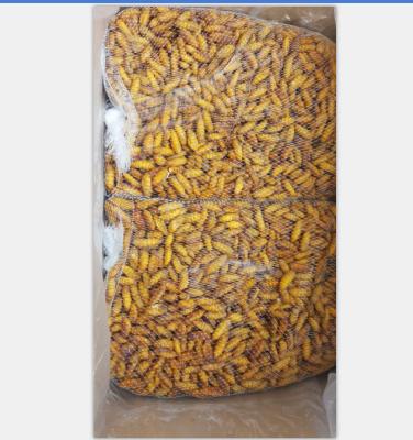 China New FROZEN SILKWORM pupa food for sale