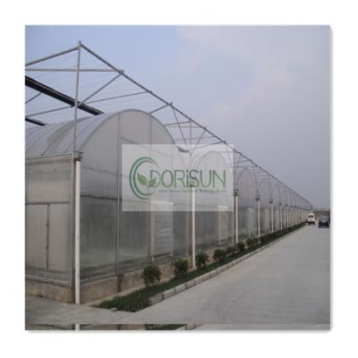 China Large Size Side and Top Ventilation Low Cost PE Film Tunnel Multi-span Greenhouses Cutters for sale