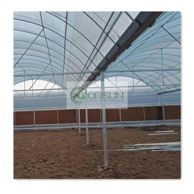 China Side And Top Ventilation PE Film Cover UV Treated Agricultural Multi Span Greenhouse Construction for sale