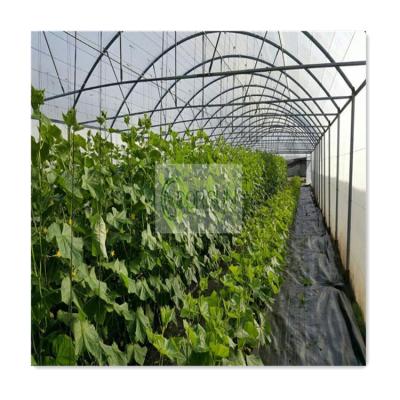 China Factory Vegetable Supply Cheap Tunnel Customized Single Span 6-10m Greenhouse For Weed for sale