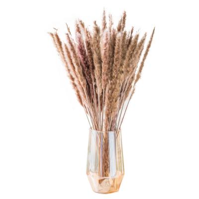 China Decoration Amazon Sellers Free Sample Real Pampas Grass Flower Decorative Bouquet with Home Decoration Beautifully Wrapped Pampas for sale