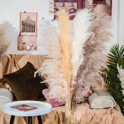 China Cheap Pampas Grass Pampas Grass Pampas Grass Home from Excellent Manufacturer Large Decoration or Wholesale Dry Natural Wedding Party Decor for sale