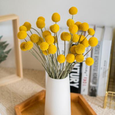 China Wholesale Dried Decoration Flowers Wedding Preserved Gold Ball Craspedia Flowers Bouquet 2022 Supplies Preserved Billy Yellow Balls Mini for sale