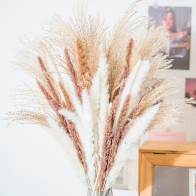 China Decoration wholesale flower bouquet cheap Pampas decorative flowers dried grass BOHO home decor Holiday Christmas gifts for sale