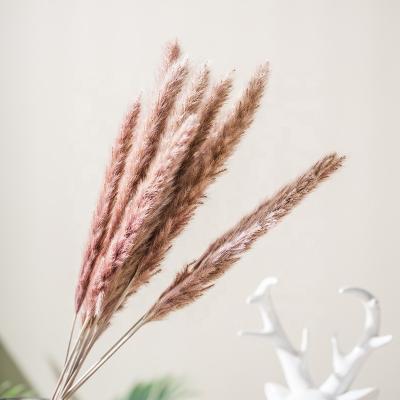 China High Quality Natural Dried Amazonian Pampas Grass Flower Living Room Bouquet Decoration Wedding Party Decoration Ornaments for sale