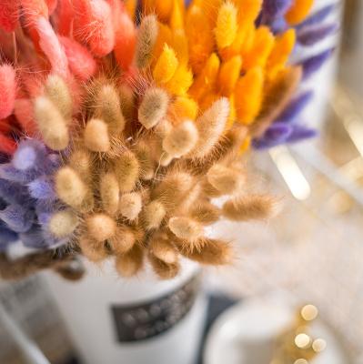 China The pampas grass decoration free sample factory supply colorful rabbit tail the natural dry flower bouquet decoration home decor gifts for sale