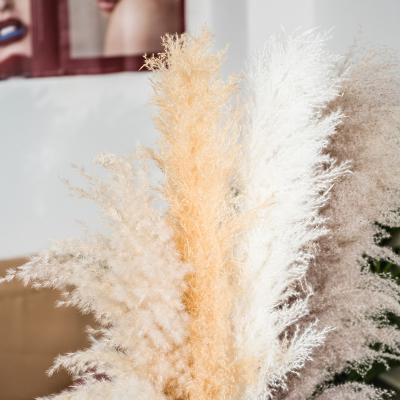 China Decoration Amazon Vendor Excellent Dried Pampas Grass White Natural Multi Color Pampas Grass Great Home Decor or Wedding Party Decor for sale