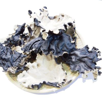 China Chinese Food Dried Ear Agaric Natural Black Wood Ear Mushroom Dried Black Mushroom for sale