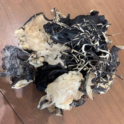 China High Quality Dried Black Back Tree Black Mushroom Edible Black Mushroom White Mushroom for sale