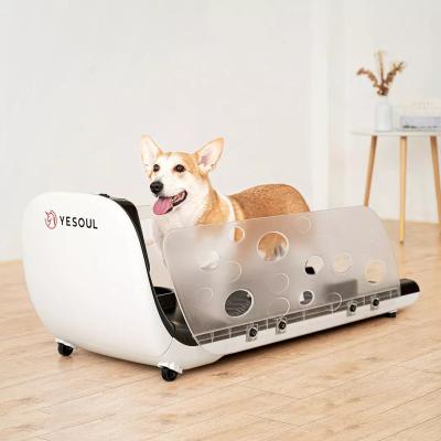 China Sustainable Running Sports Machine Pet Treadmill Animal Electric Treadmill Dog Treadmill for sale