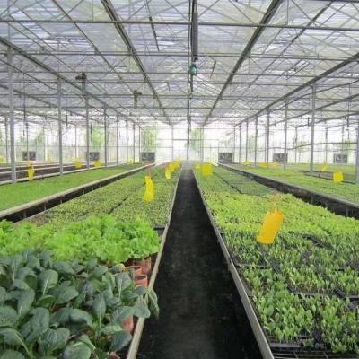 China Hot Selling PVC Multi Span Greenhouse Multi Span Greenhouse Hydroponic Greenhouse for sale