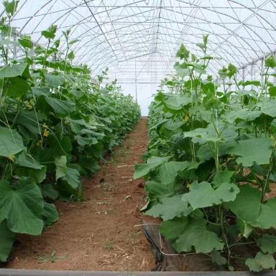 China Cultivation of flower vegetables etc. automated hydroponic farm irrigation system multi-span greenhouse moveable for sale