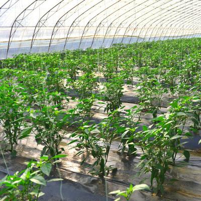 China Smart Green Fruit Flowers Plant High Strength Agriculture Rain Tunnel/Tomato Greenhouse For Sale for sale