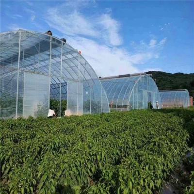 China Hot Sale Agricultural Plant Cultivation Film Single-span Tunnel Greenhouse Intelligent Structure For Flower Plant for sale