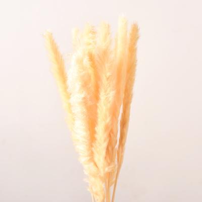 China Durable Hot Sale Dried Flowers Grass Wedding Small Large Original Natural Beige Fluffy Pampas Grass Decorations For Home for sale