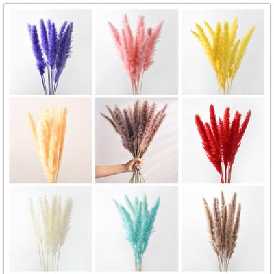 China Factory Free Sample New Arrivals Amazon Best Seller 45cm Natural Dry Pampas Grass Durable Supply 30 Pcs For Decor for sale