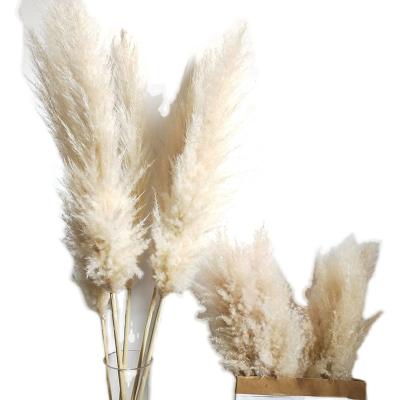 China Durable Cream Artificial Pampas Grass Cream Beige Faux Pampas Grass Silk Flower For Home Decor for sale