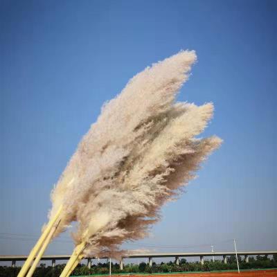 China Durable Dry Decorative Artificial Pampas Grass Fake Pampas Grass Artificial Pampas Grass for sale