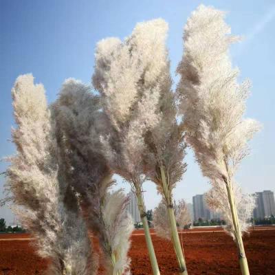 China Durable Extra Large Artificial Pampas Grass for Wedding Decoration Pampas Grass Decor for sale