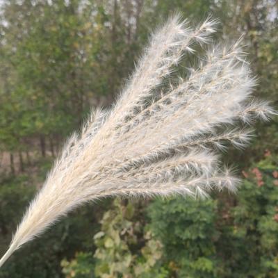 China Durable Dry Pampas Grass California Gray Brown White Pink Beige Dried Pampas Grass for sale