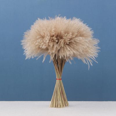 China Durable Natural White Artificial Pampas Grass Pampas Grass Large Pampas Grass Decoration for sale