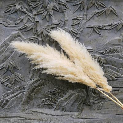 China Style Large Durable Reed Sticks Dried Pampas Grass Plume Pampas Grass Phragmites New for sale