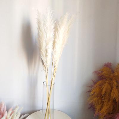 China Pampas Grass Durable Dry Large Decorative Pampas Grass Fluffy Pampas Grass for sale