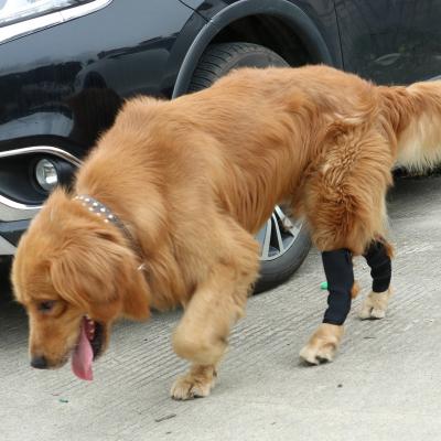 China After Repair Dog Knee Brace For Hind Leg With Safety Reflective Straps, Dog Support Harness For Injury Sprain And Joint Wrap Protects for sale