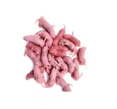 Chine 100% de souris entières nourries de souris congelées pour serpents nourris de protéines à vendre