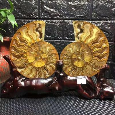 China China Natural Fossil Snail Conch Ammonite Specimen Ammonite Fossil Mineral Fossils for sale