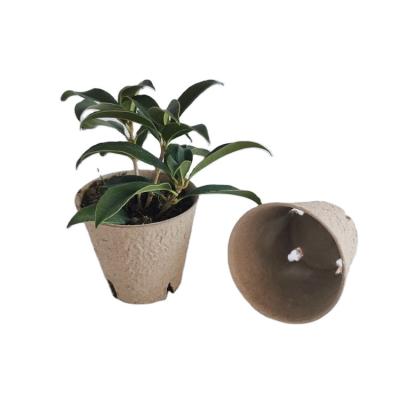 China Grow Degradable Seedling Seedling Outdoor Cultivation Pulp Seedling Cup for sale