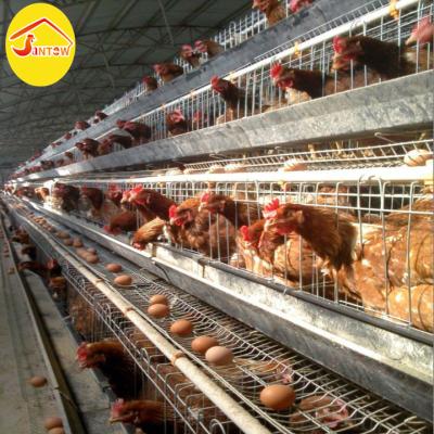 China Durable Automatic Chicken Layer Cages Poultry Cage Poultry Layer Farm In Maharashtra for sale