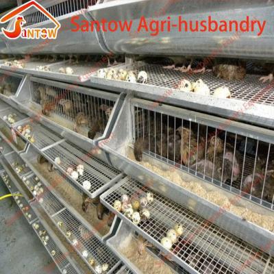 China Automatic Quail Breeding Cages Quail Cage Quail Layer Laying Cage for sale