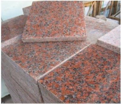 Cina Il CE rosso delle mattonelle del granito la lastra/G562 della pietra del granito della foglia di acero ha approvato in vendita