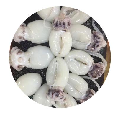 China FROZEN classic packaging vacuum baby cuttlefish baby cuttlefish low price clean frozen baby cuttlefish for sale