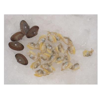 China Factory frozen short neck seafood clam meat without SHELL wholesale FROZEN clams for sale