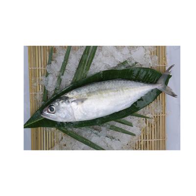 China FROZEN High Quality Frozen Seafood, High Quality Indian Mackerel Hot Selling Indian Mackerel for sale